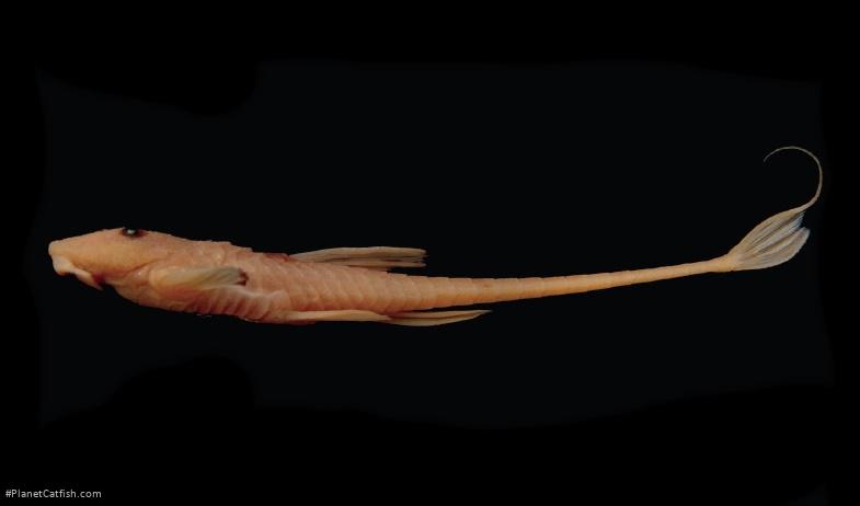 Rineloricaria aurata