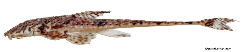 Rineloricaria buckupi