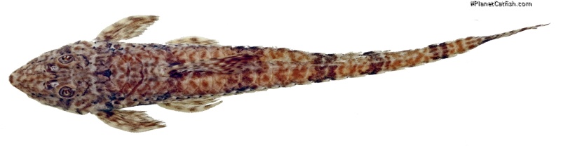 Rineloricaria buckupi