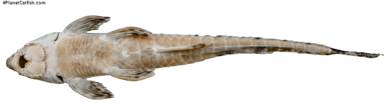Rineloricaria buckupi