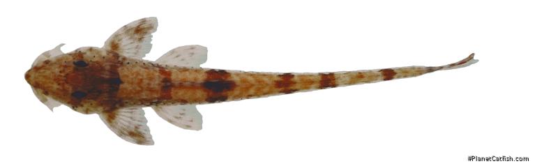 Rineloricaria buckupi