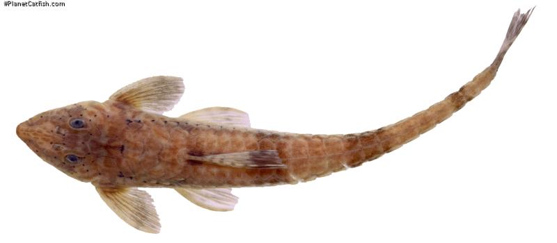 Rineloricaria buckupi