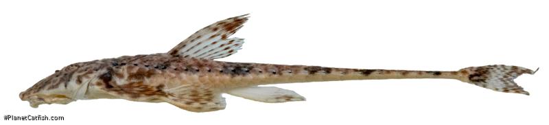 Rineloricaria buckupi