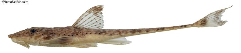 Rineloricaria buckupi