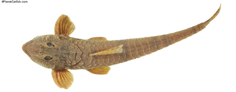 Rineloricaria buckupi