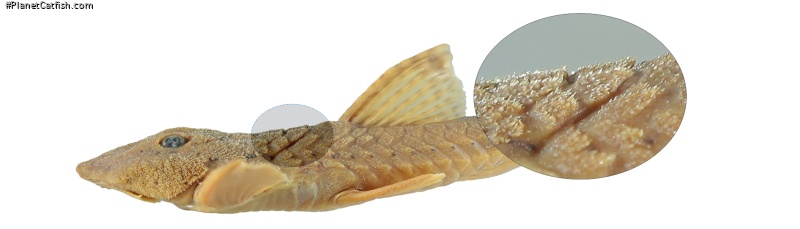 Rineloricaria buckupi