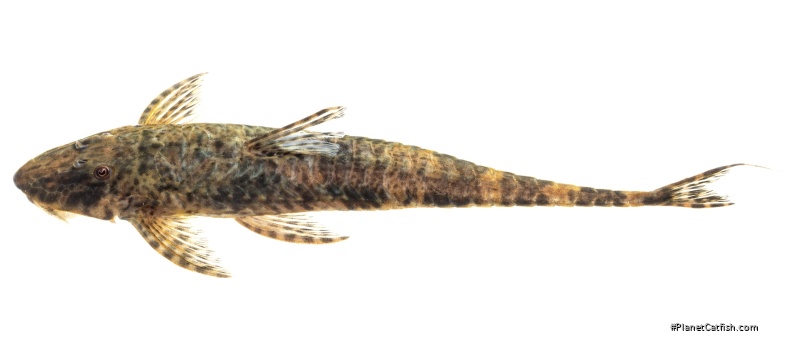 Rineloricaria cachivera