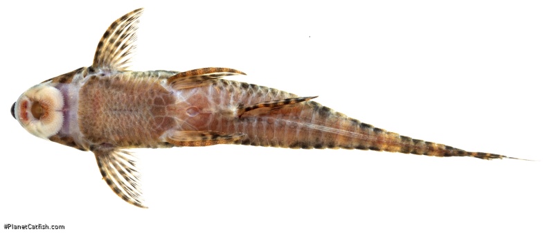 Rineloricaria cachivera