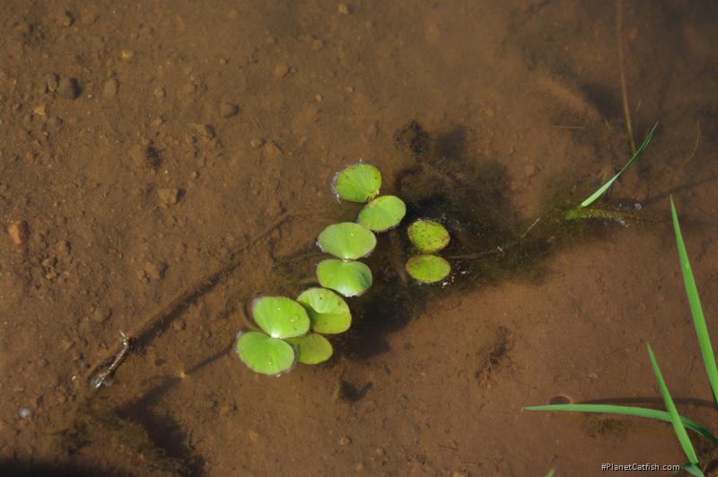 Rineloricaria cadeae