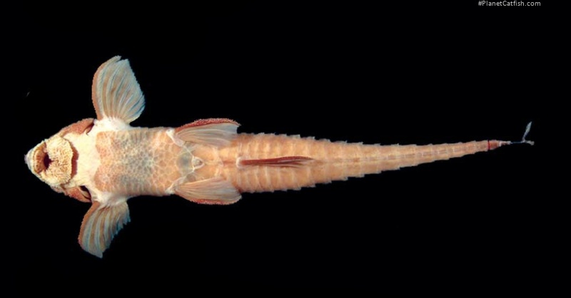 Rineloricaria daraha