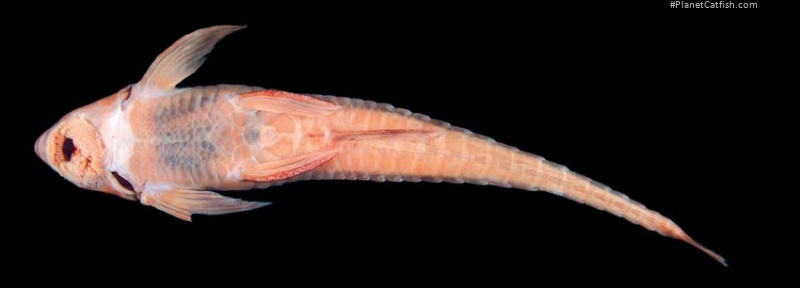 Rineloricaria daraha