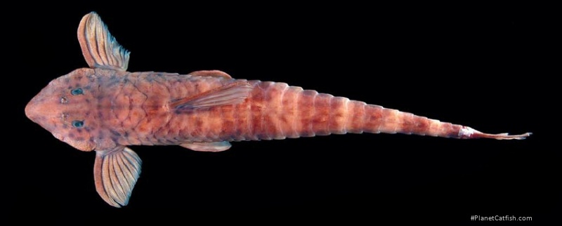 Rineloricaria daraha