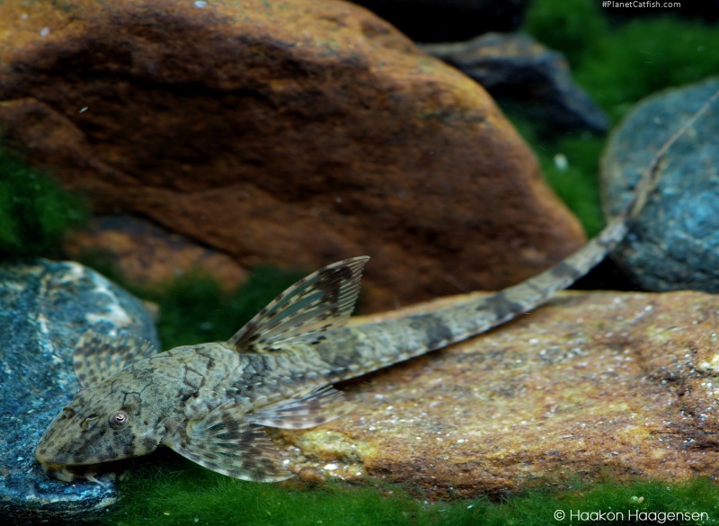 Rineloricaria eigenmanni