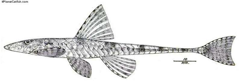 Rineloricaria felipponei
