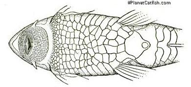 Rineloricaria felipponei
