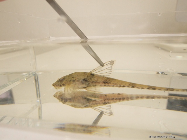 Rineloricaria hasemani