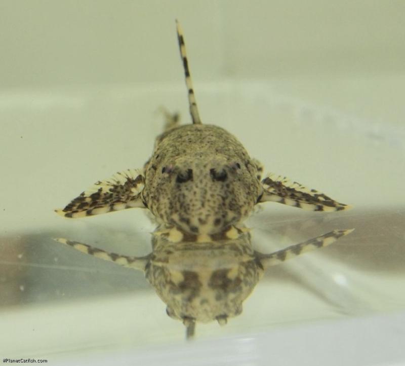Rineloricaria heteroptera