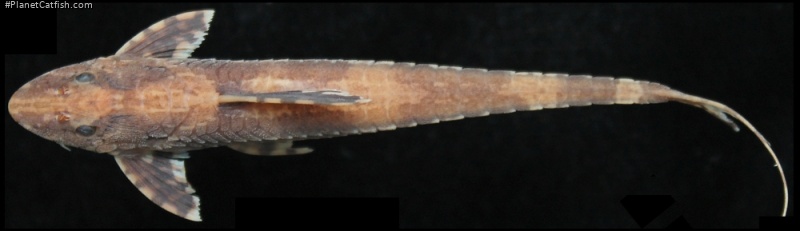 Rineloricaria heteroptera