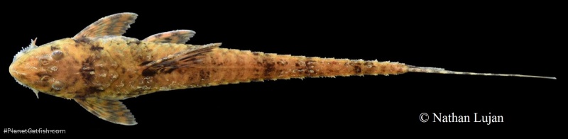 Rineloricaria jubata