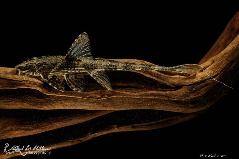 Rineloricaria lanceolata