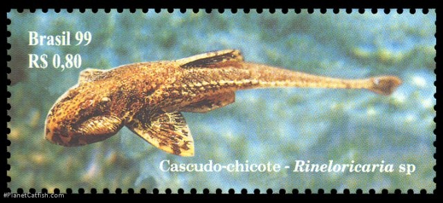 Rineloricaria latirostris