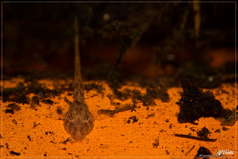 Rineloricaria melini