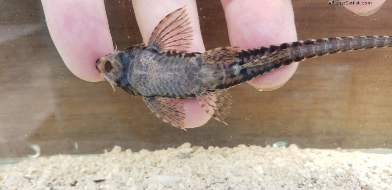 Rineloricaria morrowi