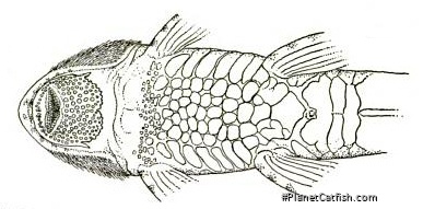 Rineloricaria pareiacantha