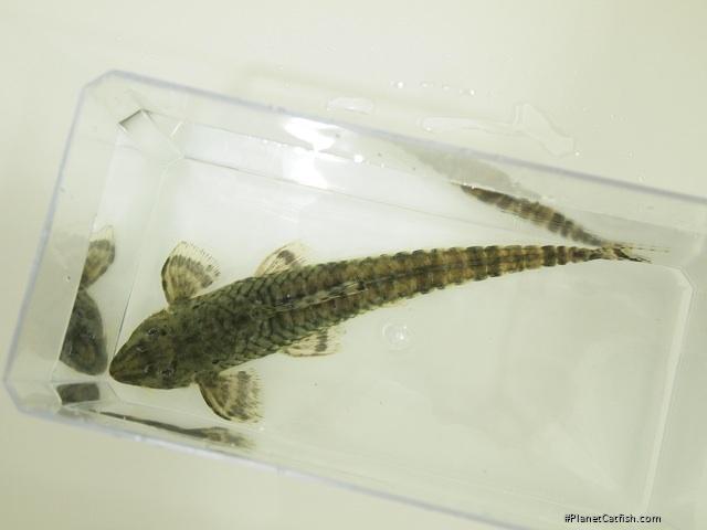 Rineloricaria phoxocephala