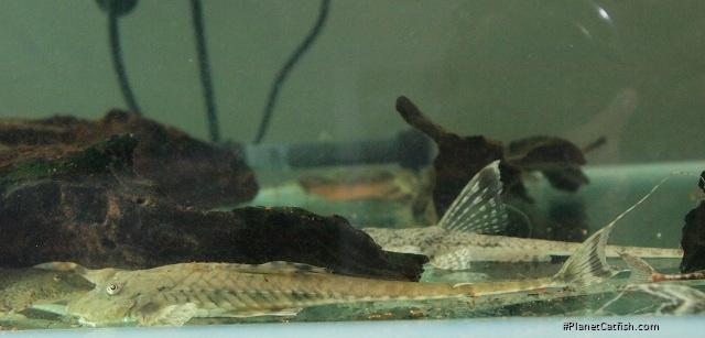 Rineloricaria phoxocephala