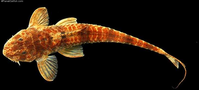 Rineloricaria rodriquezae