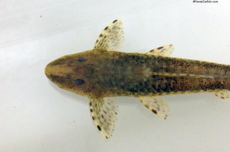 Rineloricaria sp. (5)
