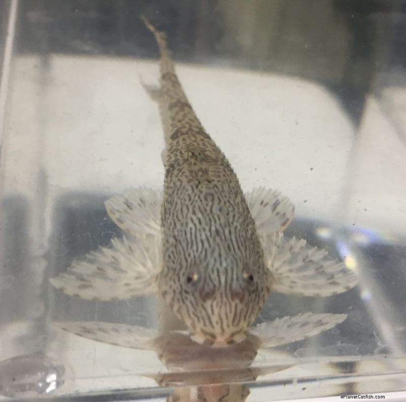 Rineloricaria sp. `JACAREACANGA`