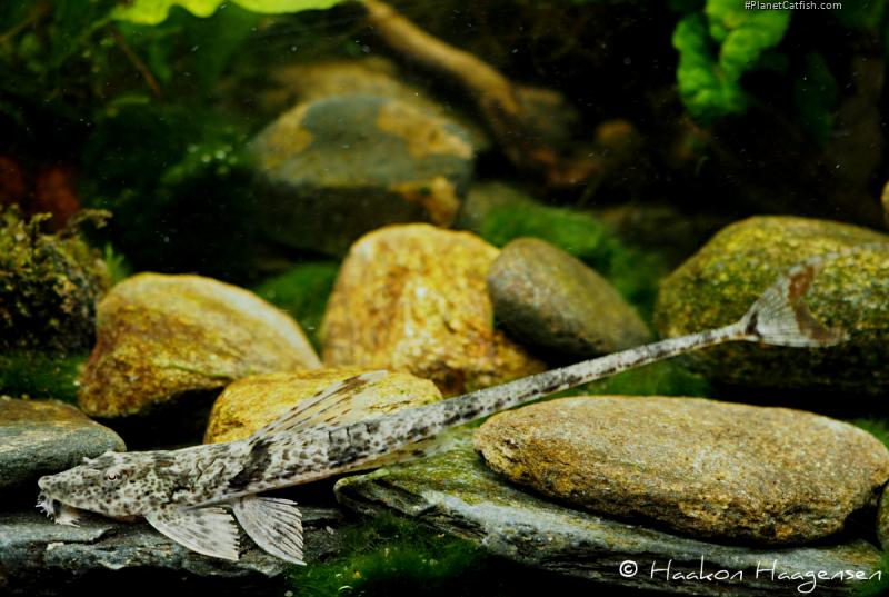 Rineloricaria sp. `PUERTO AYACUCHO`