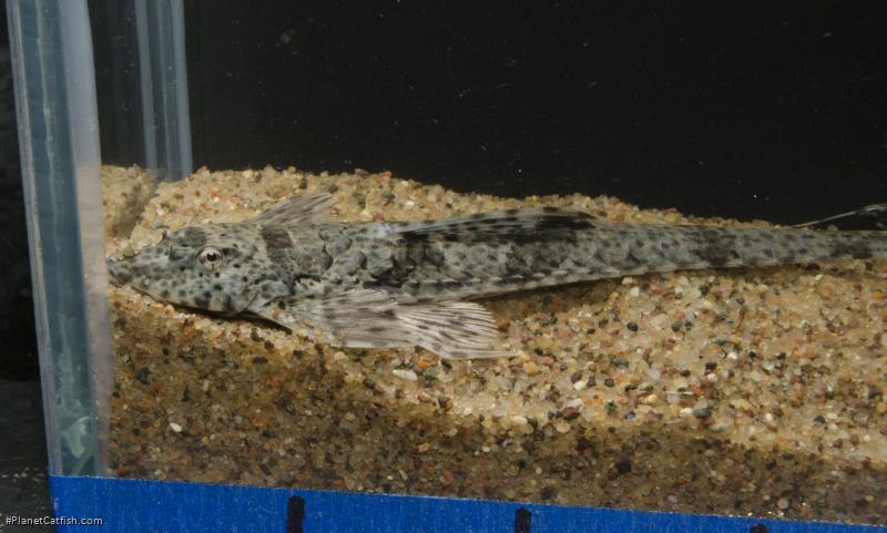 Rineloricaria sp. `PUERTO AYACUCHO`