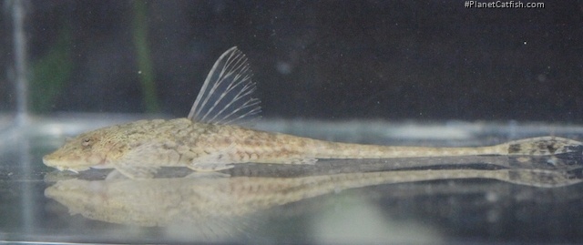 Rineloricaria stewarti