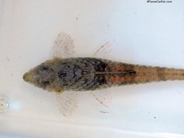 Rineloricaria stewarti