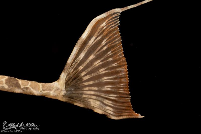 Rineloricaria teffeana
