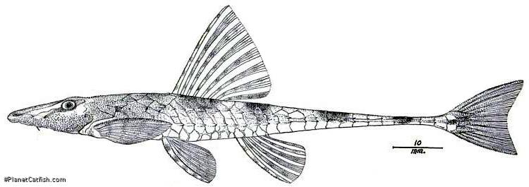 Rineloricaria thrissoceps