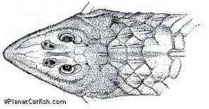 Rineloricaria thrissoceps