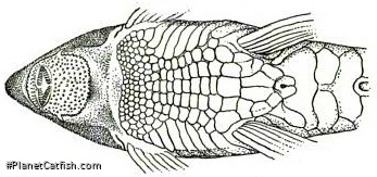Rineloricaria thrissoceps