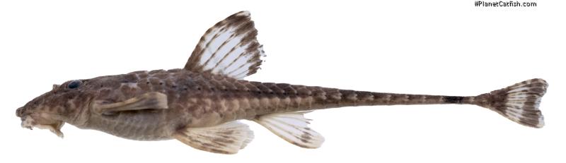 Rineloricaria zawadzkii