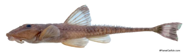Rineloricaria zawadzkii
