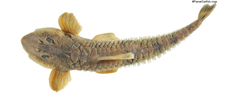 Rineloricaria zawadzkii