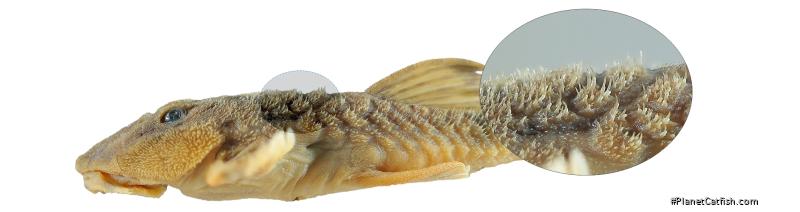 Rineloricaria zawadzkii