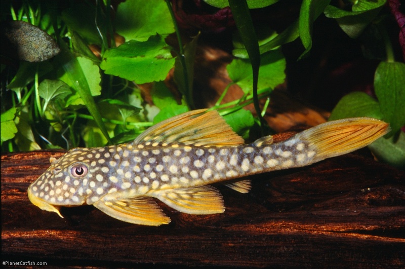 Scobinancistrus aureatus