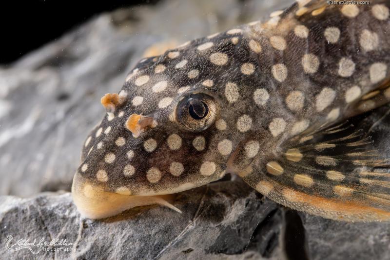 Scobinancistrus aureatus