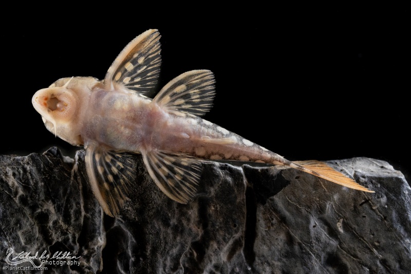 Scobinancistrus aureatus