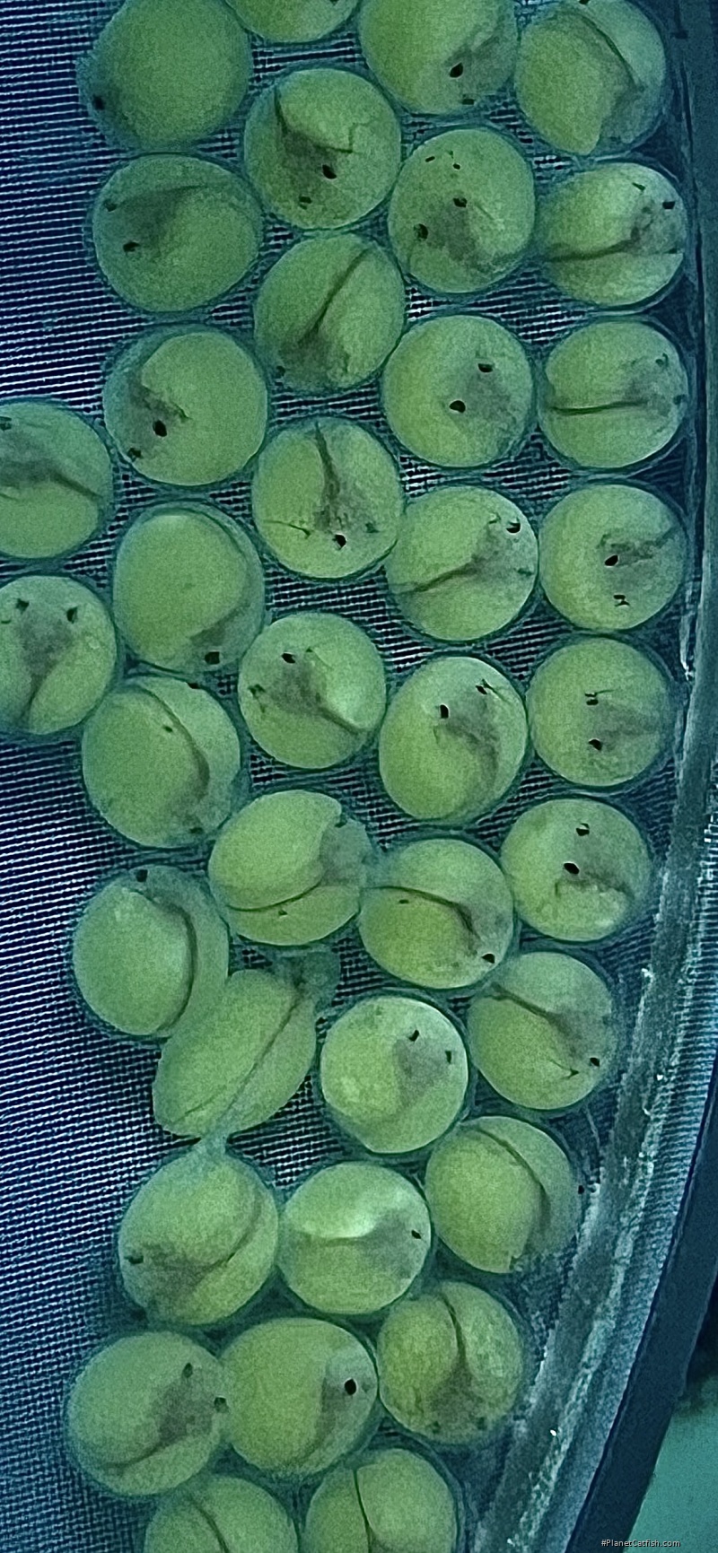 Scobinancistrus aureatus