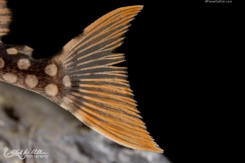Scobinancistrus aureatus